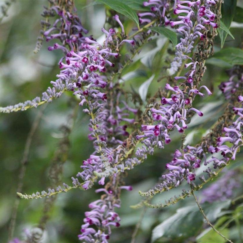 Buddleja lindleyana (Floración)