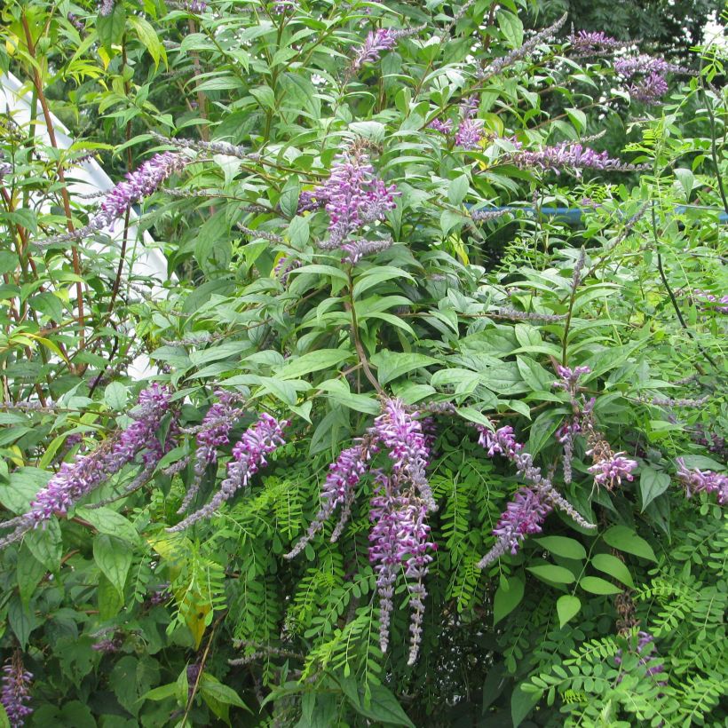 Buddleja lindleyana (Porte)