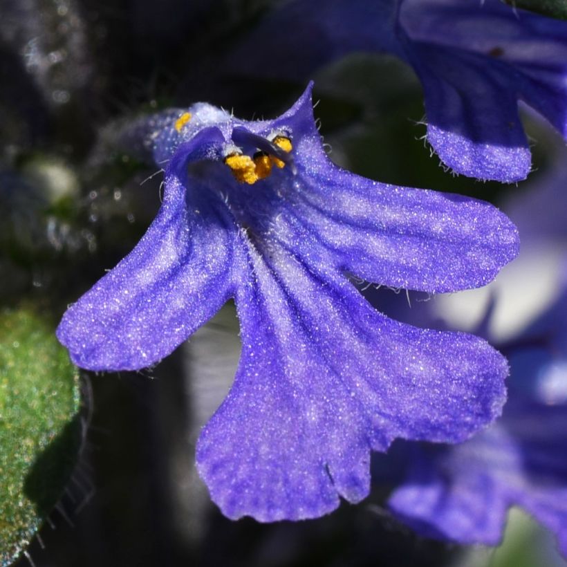 Ajuga reptans Delight (Floración)