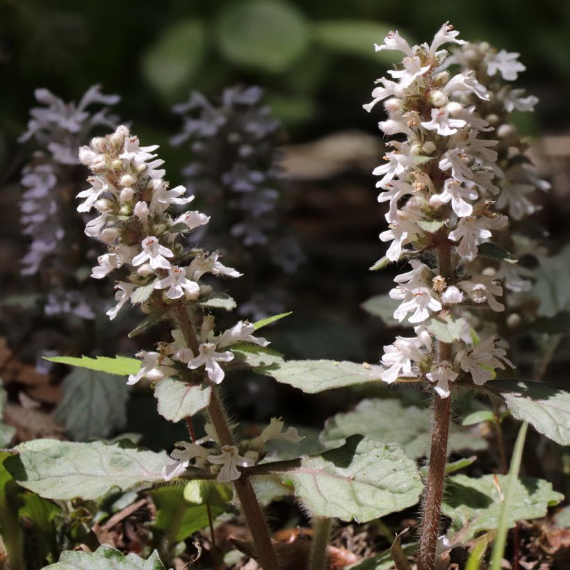 Ajuga reptans Schneekerze (Floración)