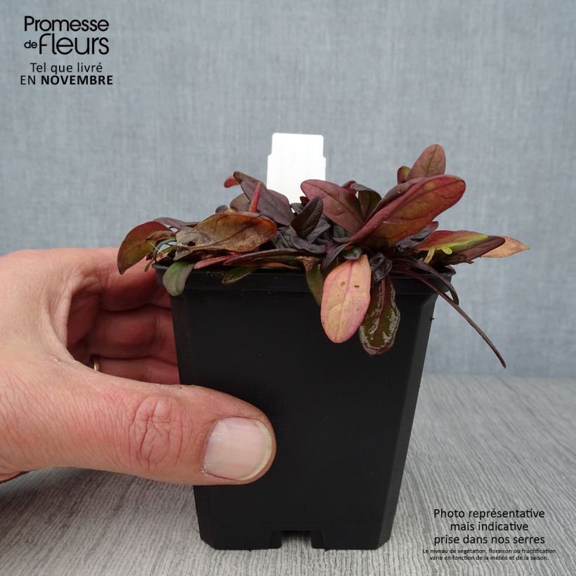 Ejemplar de Bugle rampante - Ajuga tenorii Chocolate Chip (Valfredda)  Godet de 9cm entregado en otoño