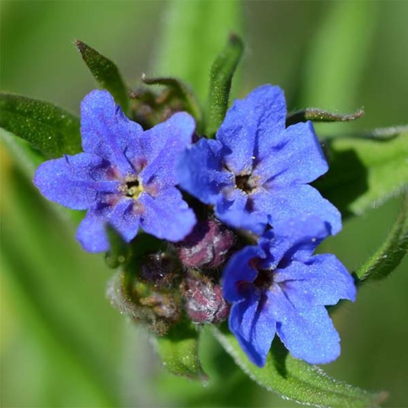 Buglossoides purpurocaerulea - Aljófar derramada (Floración)