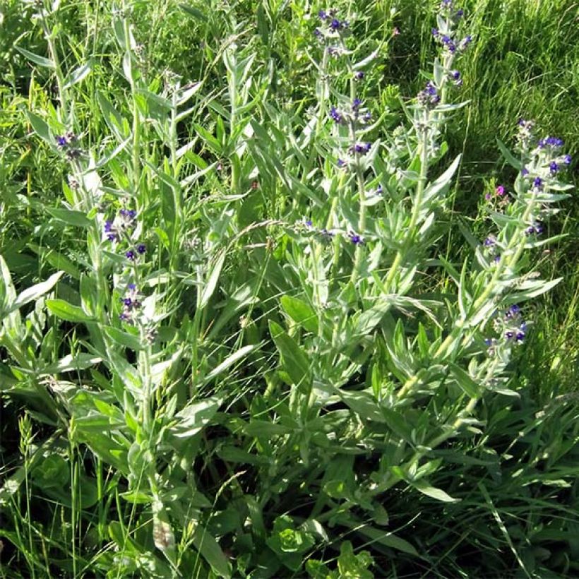 Buglossoides purpurocaerulea - Aljófar derramada (Porte)