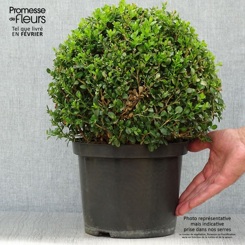 Ejemplar de Boj japónico - Buxus microphylla Faulkner entregado en otoño