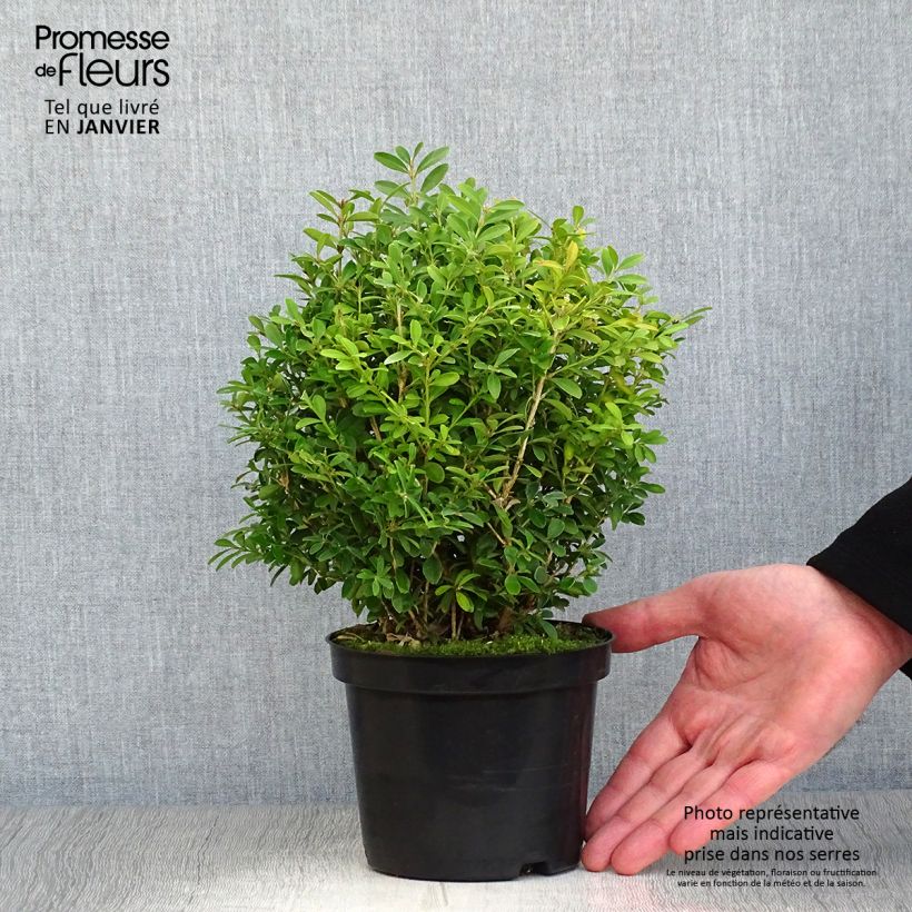 Buis - Buxus microphylla Rococo en pot de 3L/4L Ejemplar entregado en invierno