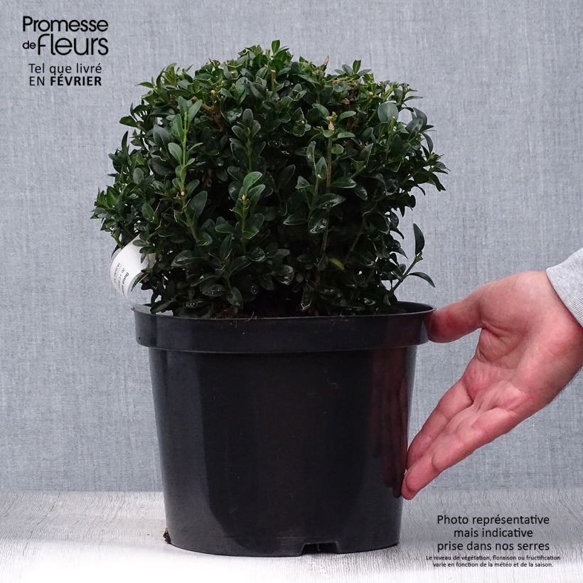 Ejemplar de Buxus sempervirens - Boj bola enano entregado en otoño