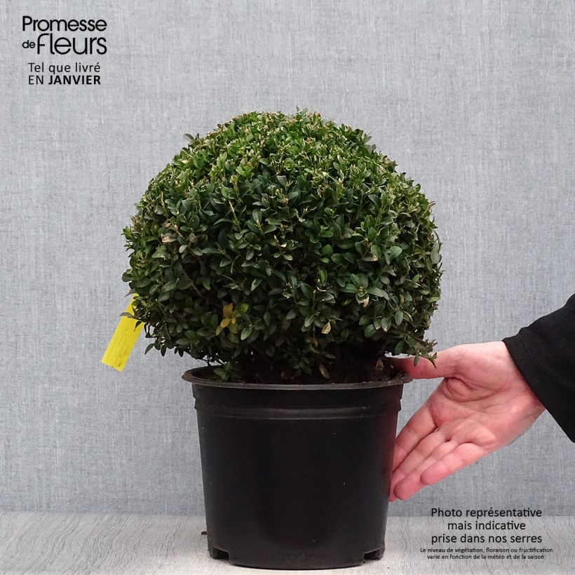 Buis boule - Buxus sempervirens diamètre 20/+cm Ejemplar entregado en invierno