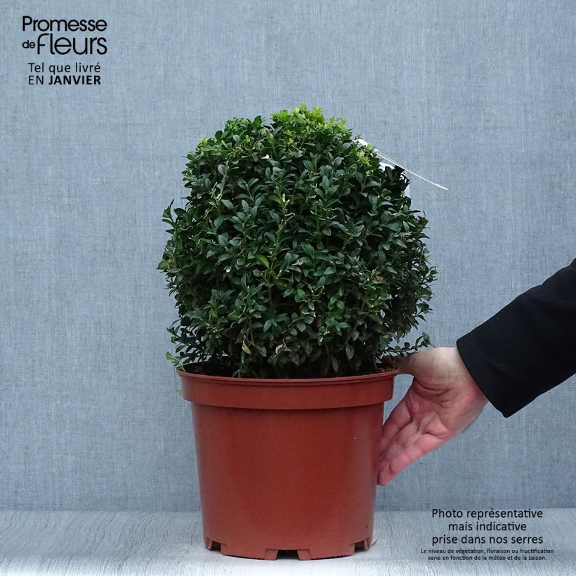 Buis boule - Buxus sempervirens diamètre 25/30cm Ejemplar entregado en invierno