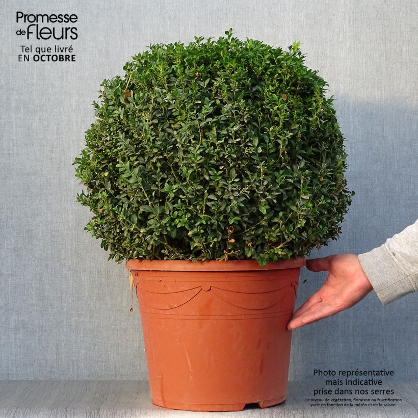 Ejemplar de Buxus sempervirens - Boj bola enano entregado en otoño