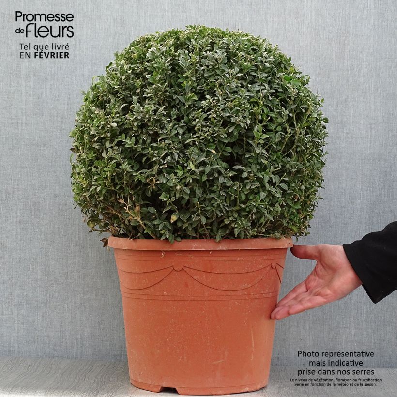 Buis boule - Buxus sempervirens diamètre 50cm Ejemplar entregado en invierno