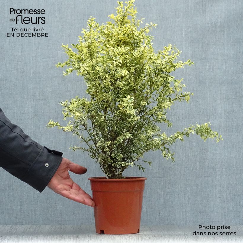 Buis commun panaché - Buxus sempervirens Elegans Pot de 2L/3L Ejemplar entregado en invierno