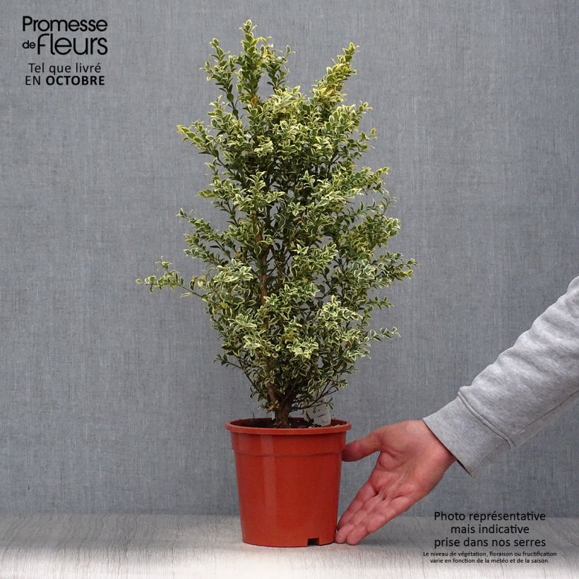 Ejemplar de Buis commun panaché - Buxus sempervirens Elegans Pot de 2L/3L entregado en otoño