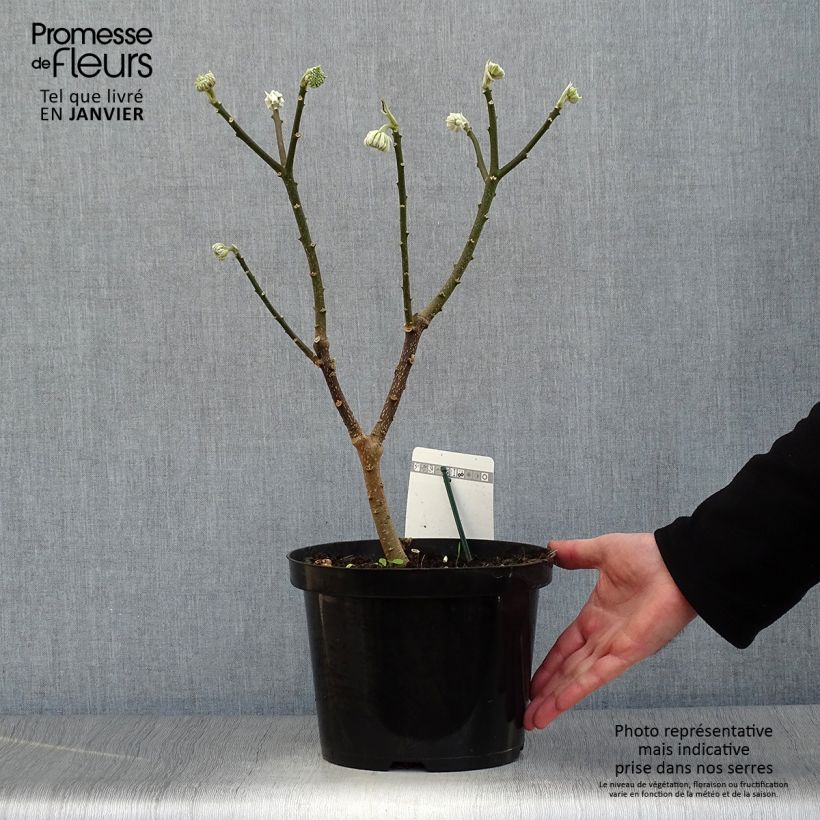 Buisson à papier - Edgeworthia chrysantha Winter Liebe Pot de 4L/5L Ejemplar entregado en invierno