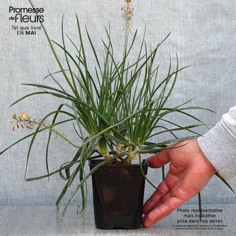 Bulbine frutescens Hallmarck - pot de 1L/1.5L Ejemplar entregado en la primavera