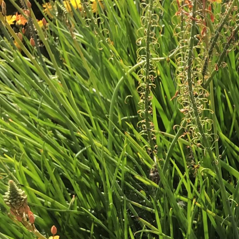 Bulbine frutescens Hallmarck (Follaje)