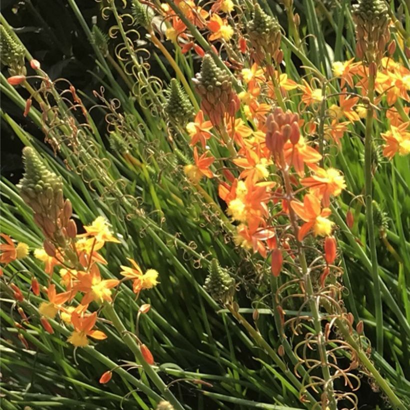 Bulbine frutescens Hallmarck (Floración)