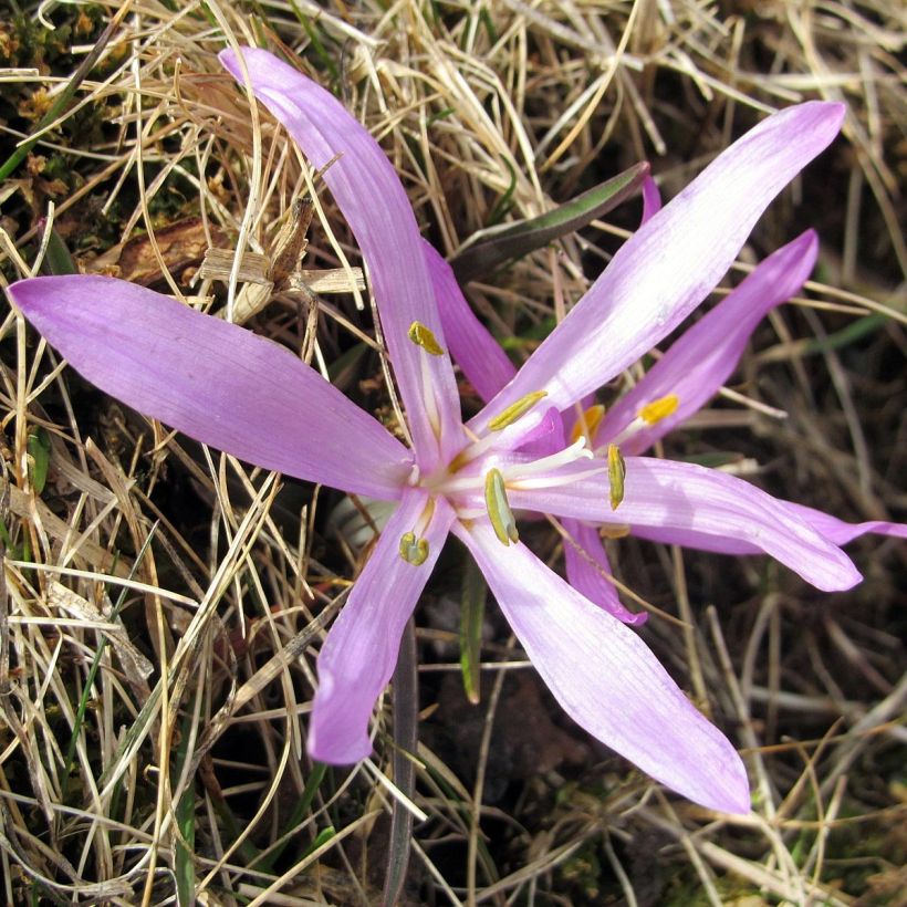 Bulbocodium vernum - Cólquico de primavera (Floración)