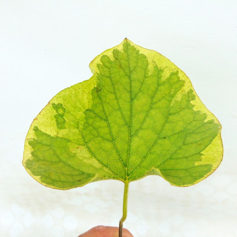 Brunnera macrophylla Hadspen cream (Follaje)