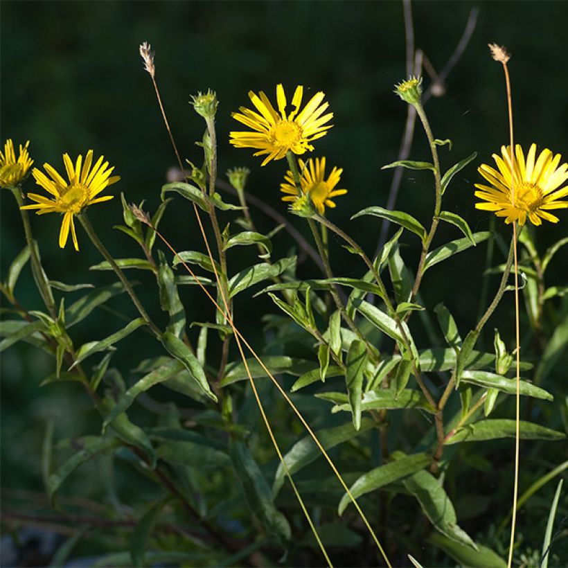 Buphthalmum salicifolium Alpen Gold (Floración)