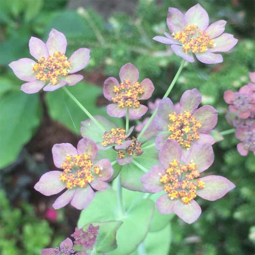 Bupleurum longifolium Bronze Beauty - Langarica (Floración)