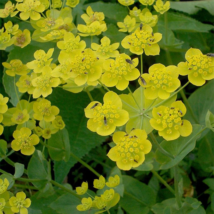 Bupleurum longifolium Aureum - Langarica (Floración)