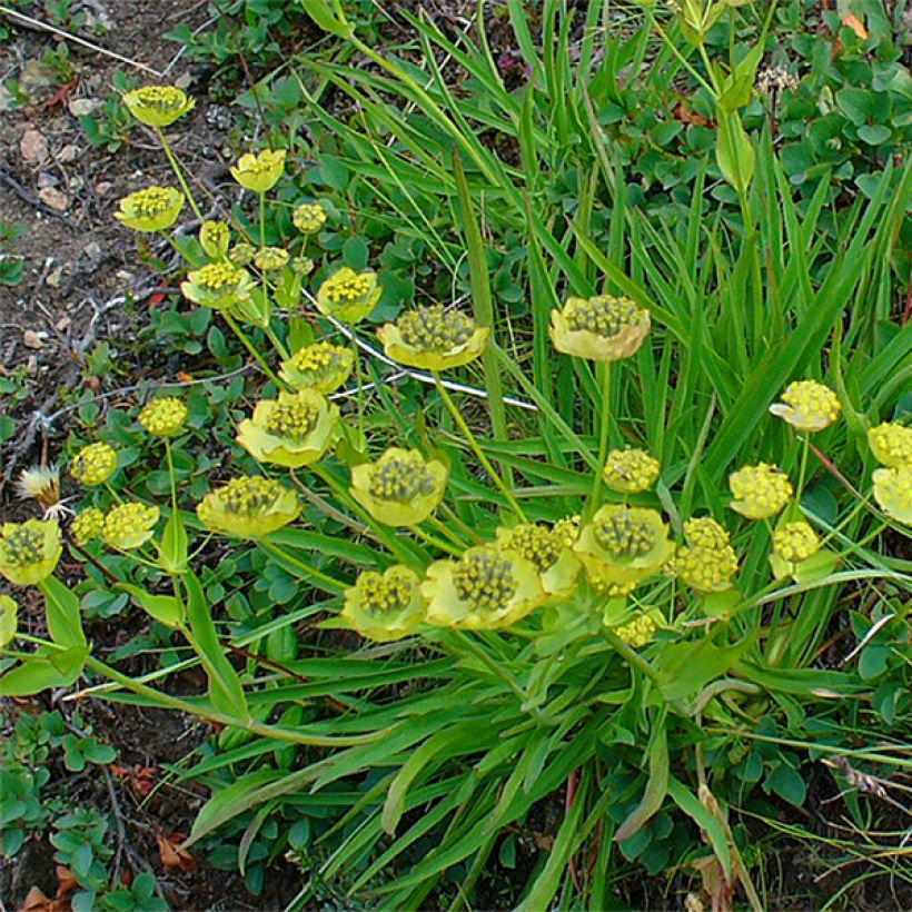 Bupleurum ranunculoïdes - Langarica (Porte)