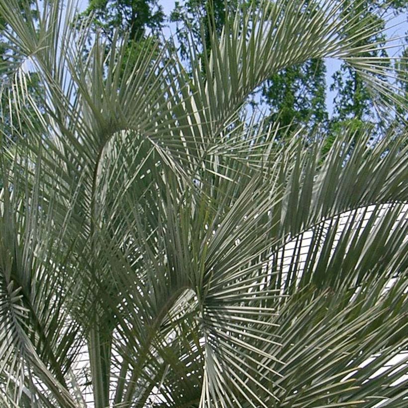 Butia capitata - Palma de la jalea (Follaje)