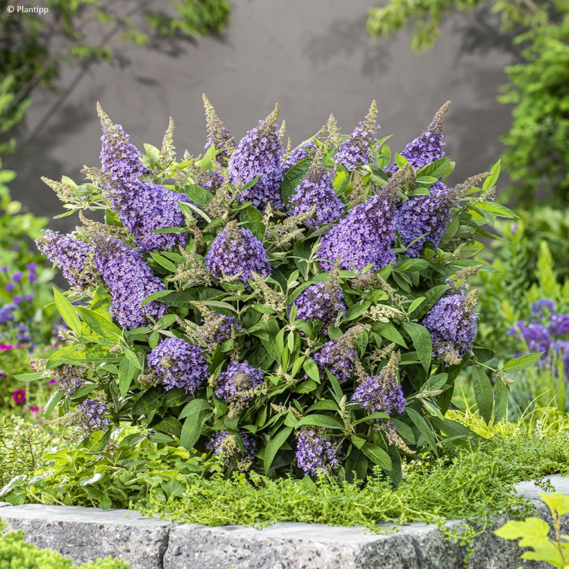 Buddleja davidii Butterfly Candy Lila Sweetheart (Porte)