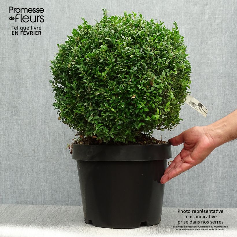 Ejemplar de Buxus sempervirens Arborescens - Buis commun Pot de 7,5L/10L entregado en otoño