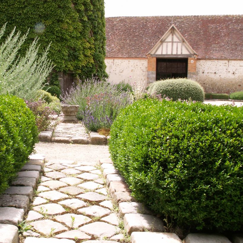 Boj enano - Buxus sempervirens Arborescent (Porte)