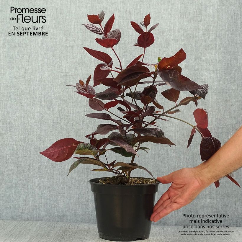 Ejemplar de Calycanthus floridus Burgundy Spice - Arbre aux anémones Pot de 4L/5L entregado en otoño