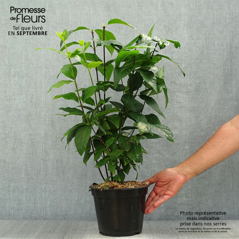 Ejemplar de Calycanthus Michael Lindsay - Arbre aux anémones Pot de 4L/5L entregado en otoño