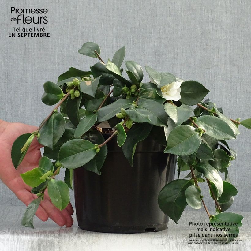 Ejemplar de Camélia d'automne - Camellia sasanqua Waterfall White Pot de 4L/5L entregado en otoño