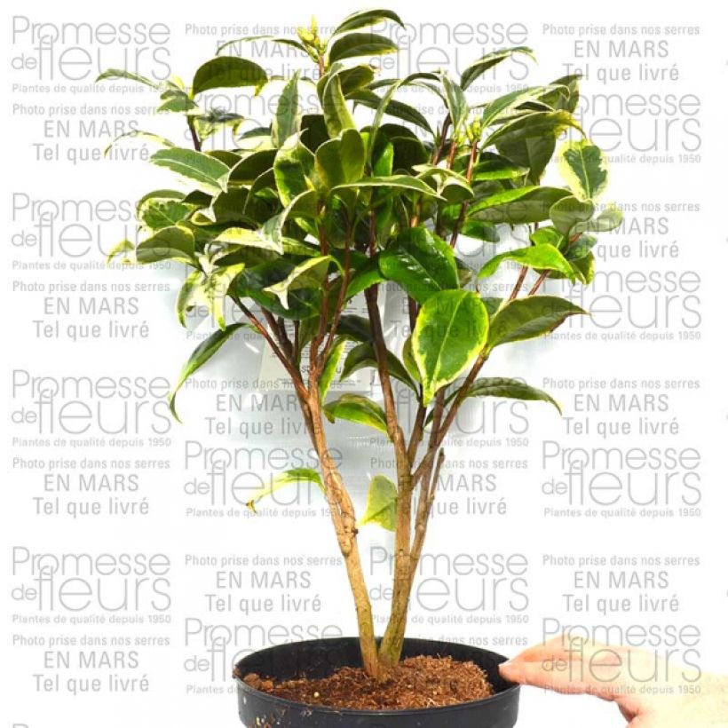 Ejemplo de ejemplar de Camélia classique - Camellia Kerguelen Pot de 4L/5L tal y como se entrega