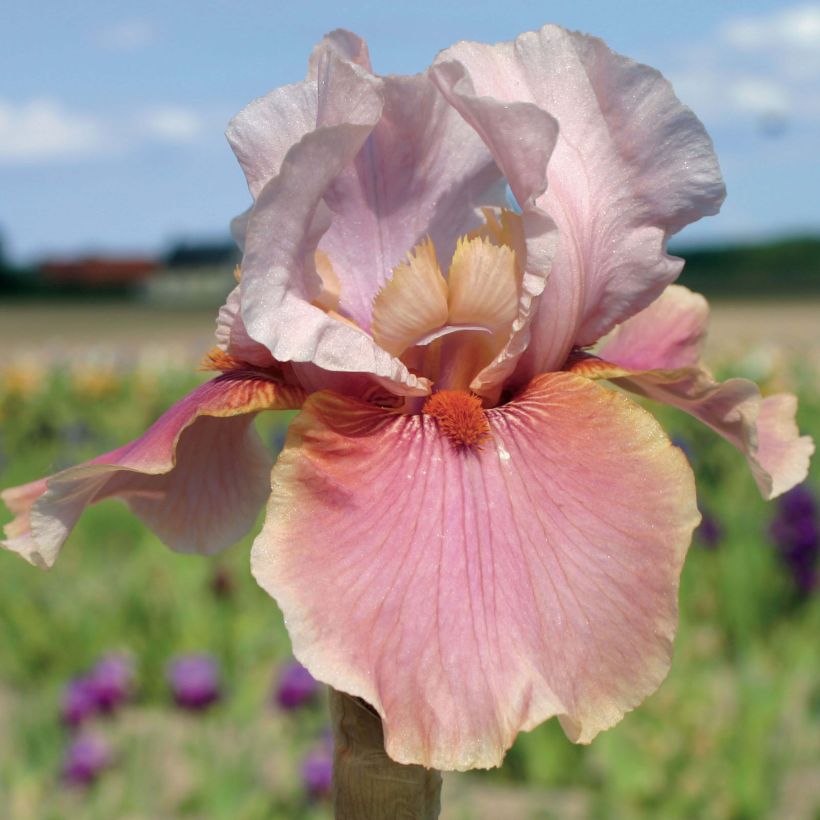 Iris germanica Cameo wine (Floración)