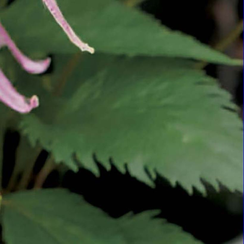 Campanula Pink Octopus (Follaje)