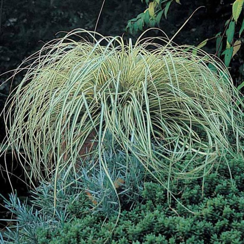 Carex oshimensis Evergold (Porte)