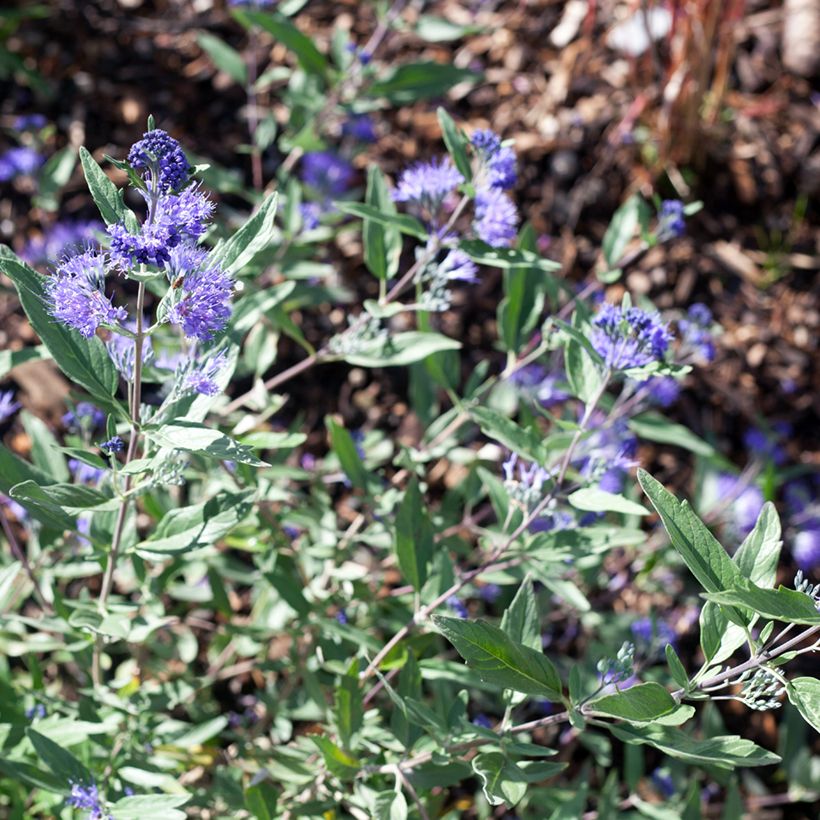 Caryopteris clandonensis Dark Knight (Floración)