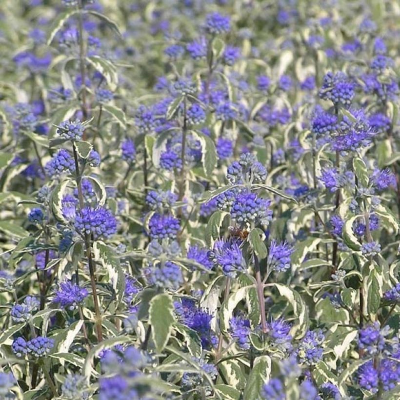 Caryopteris clandonensis White Surprise (Floración)