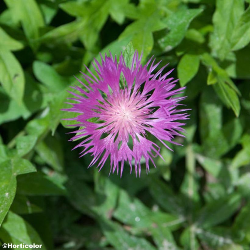 Centaurea pulcherrima (Floración)