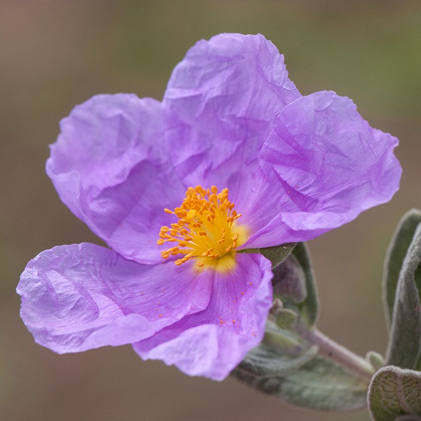 Jara blanca - Cistus albidus (Floración)