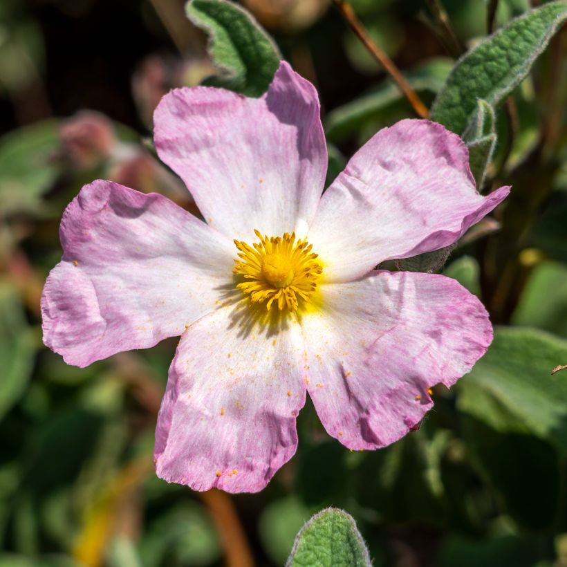 Jara - Cistus lenis Grayswood Pink (Floración)