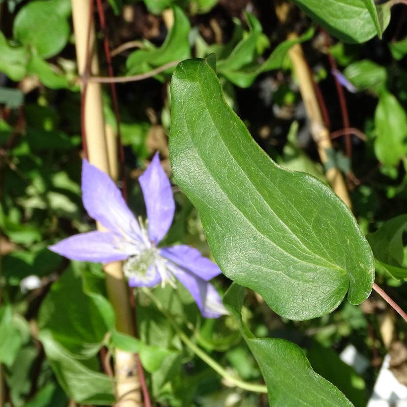 Clematis Lasurstern (Follaje)