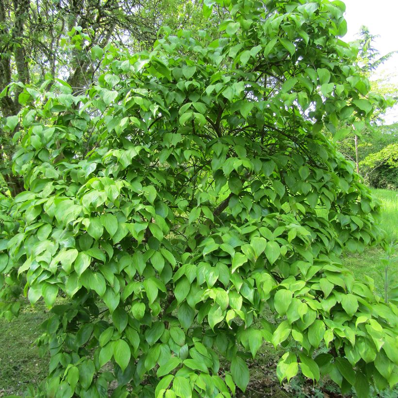 Cornus kousa Weaver's Weeping (Porte)