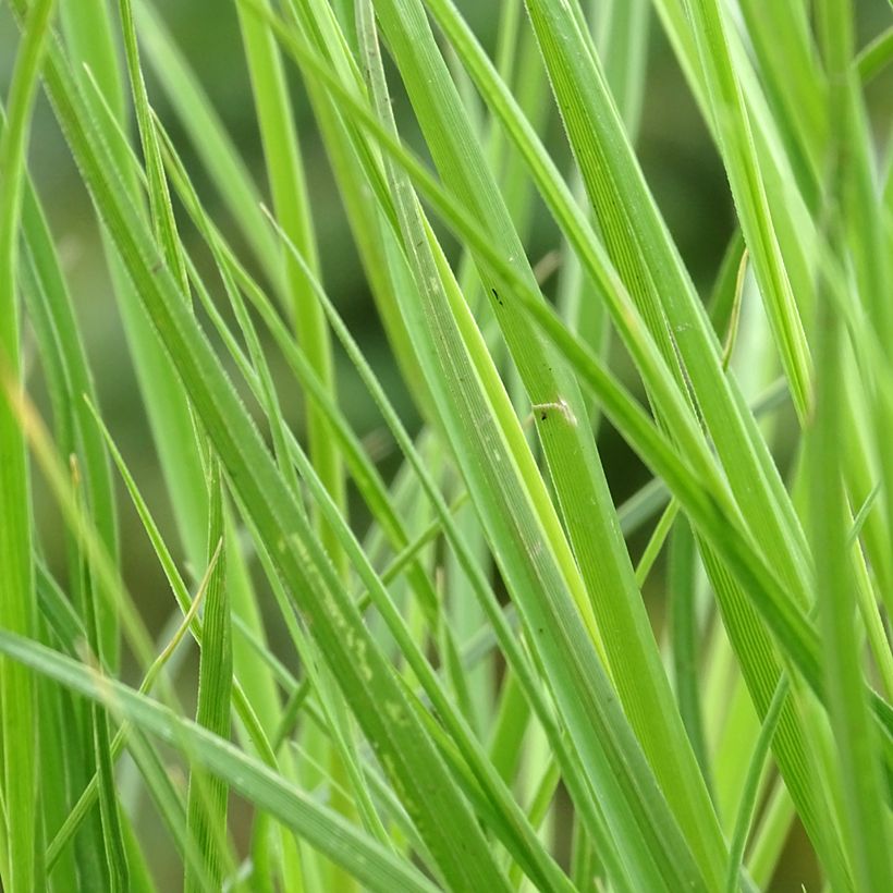 Cortaderia selloana Tiny Pampa (Follaje)