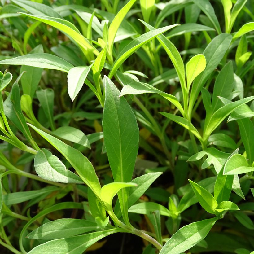 Cosmos atrosanguineus Chocamocha (Follaje)