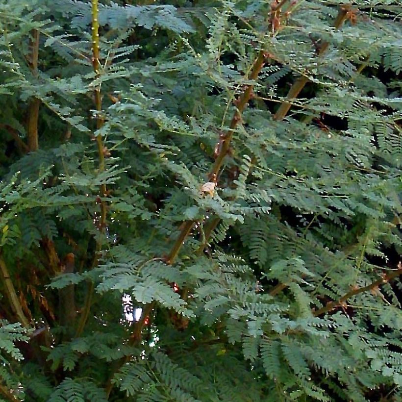 Caesalpinia gilliesii - Poinciana (Follaje)