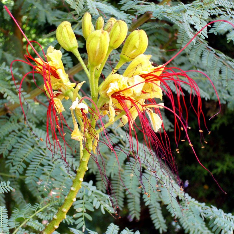 Caesalpinia gilliesii - Poinciana (Floración)