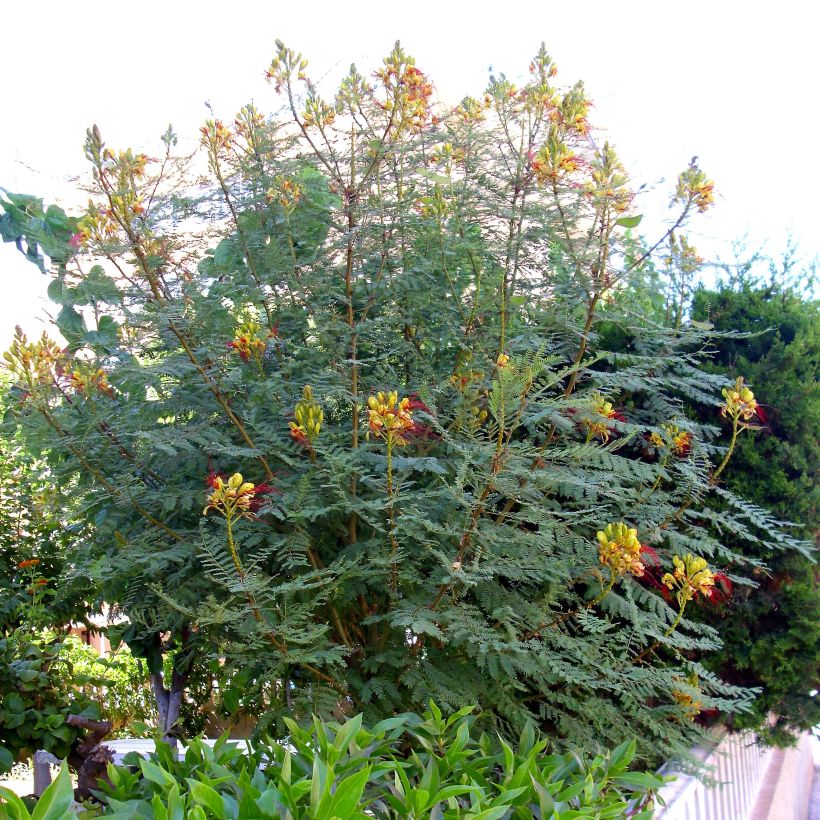 Caesalpinia gilliesii - Poinciana (Porte)