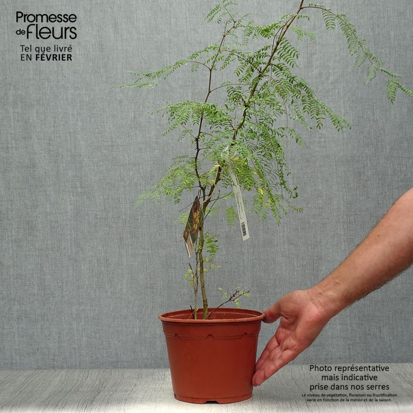 Ejemplar de Caesalpinia gilliesii - Petit flamboyant Pot de 2L/3L entregado en otoño